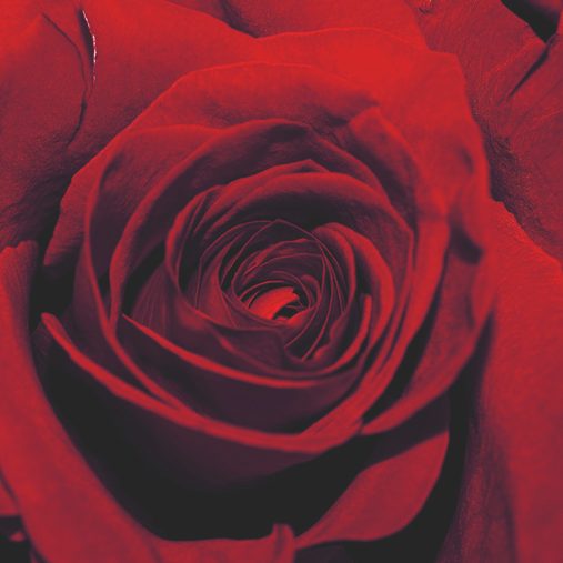 Rose - Slow Sex Retreat